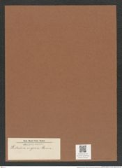 Dicladia rigosa (de-Toni-Nr.: Genus 150) Zeichnungen Sammlung Grunow Mappe 04194 (Herbarium_W_Grunow_drawings_Folder_04194)